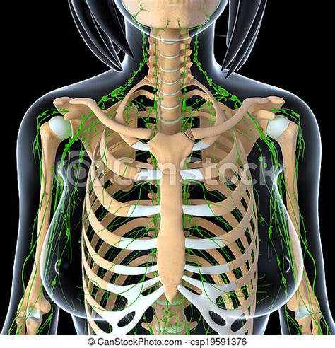 Lymphatic System Of Human Ribs 3d Rendered Illustration Of Lymphatic