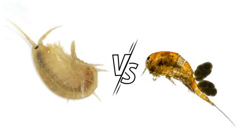 Exploring The Differences Between Copepods And Amphipods Pod Your Reef