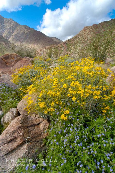 Photos Of Wildflowers At Anza Borrego Desert State Park Natural