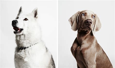 Dog Portraits From The Little Portrait Company Dog Milk