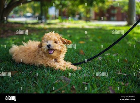 A Closeup Of A Moodle Dog Lying On The Grass At A Park Stock Photo Alamy