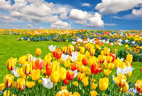 Tulips Field Nature Flowers Landscape Wallpapers HD Desktop And Mobile Backgrounds