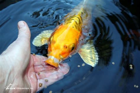 How To Properly Feed Koi Fish Pond Fish Care By Aquareale