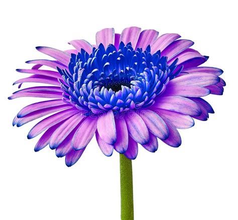 Flower Lilac Blue Gerbera Isolated On A White Background Close Up