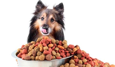 It consists of 28% protein, 13% fat, 6% fiber, and 10% moisture. Best Grain Free Dog Food For Skin Allergies (2019) | Dog ...