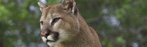 Cougar Evolution And Subspecies Feline Facts And Information