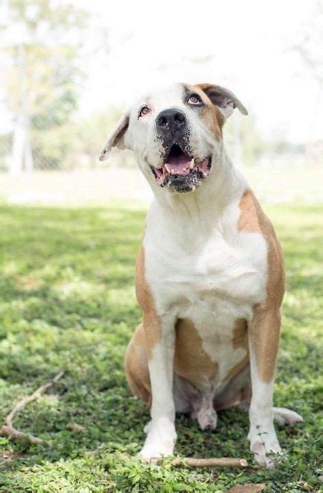 Animal league america's pet adoption center offers a wide variety of highly adoptable dogs, cats, puppies, and kittens just waiting for responsible, loving homes to call their own. 11 best Dogs for Adoption Born Free Pet Shelter Miami, FL ...