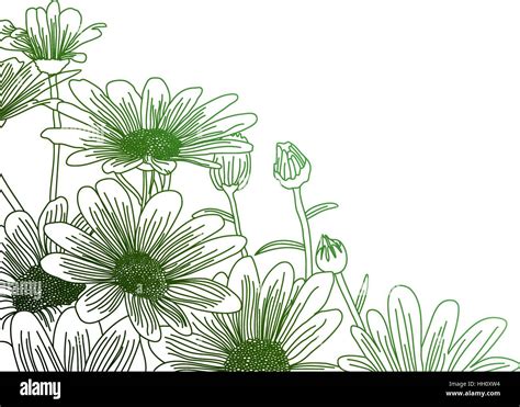 Daisy Flowers On A Green Background Outline Drawing Vector Flowers