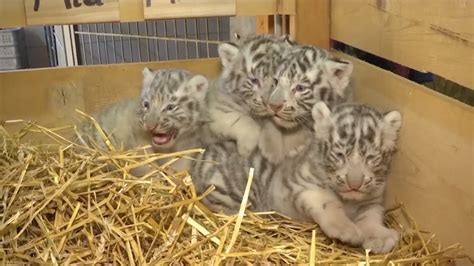 4 Rare White Tiger Cubs With Blue Eyes Cry Out While On Display For