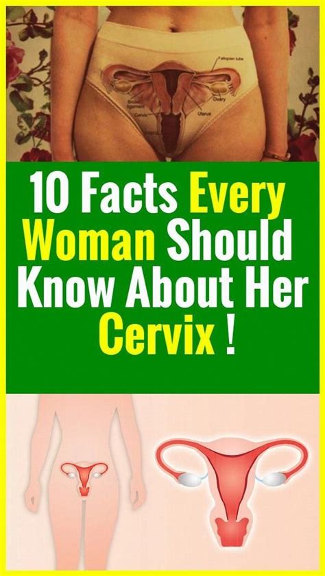 Facts Every Woman Should Know About Her Cervix Cervix Facts