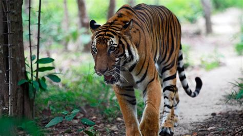 Cambodia to Bring Wild Tigers From Abroad in Fight Against Extinction 