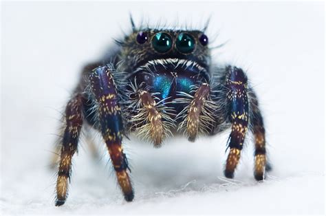 Phidippus Audax Bold Jumper Spiders Of Saint Gaudens National