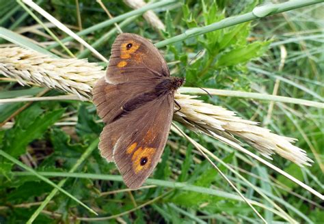 Meadow Brown Meadow Brown Butterfly Seen At West Kilbride Flickr