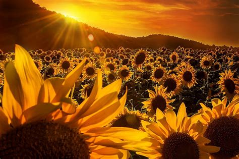 Sunflower Sunrise Wallpaper