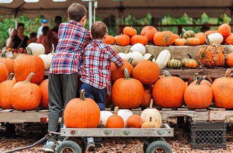 Celebrate The Season With These Sarasota Fall Festivals Festivals Events Crescent Royale