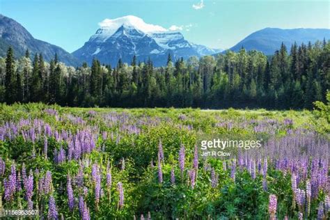 Mount Robson Photos And Premium High Res Pictures Getty Images