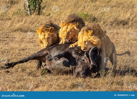 Three Male Lion Eat Cape Buffalo Carcase Stock Photo Image Of Male