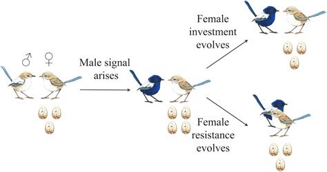 Ecology Sexual Selection And The Evolution Of Mating Systems Science Hot Sex Picture
