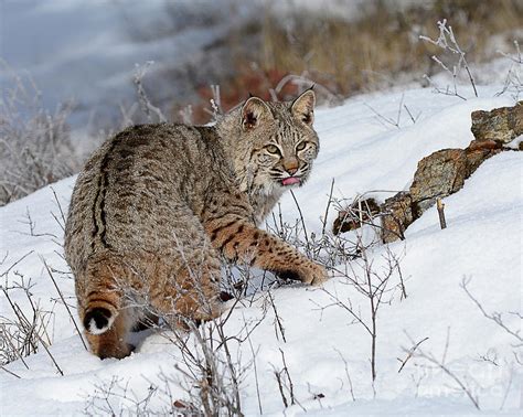 Bob Cat Hunting In Winter Photograph By Dennis Hammer Fine Art America