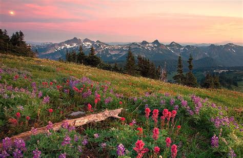 1920x1080px 1080p Free Download Mountain Field Hills Flowers