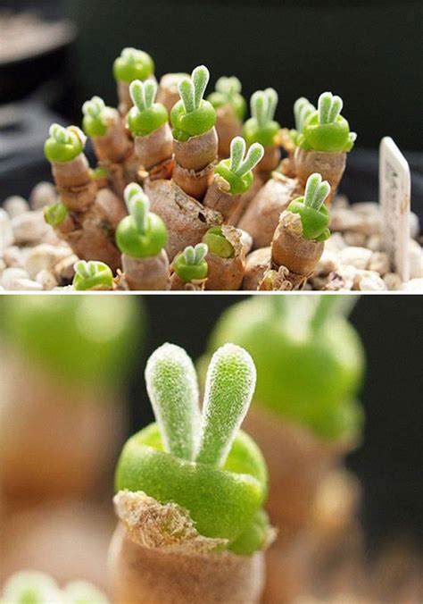 30 Unique Types Of Succulents Youve Probably Never Heard Of Before Demilked