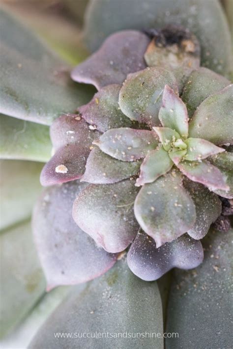 Wonder soil | premium cactus soil & succulent soil mix. How to get rid of mealybugs on succulents | Succulents and ...