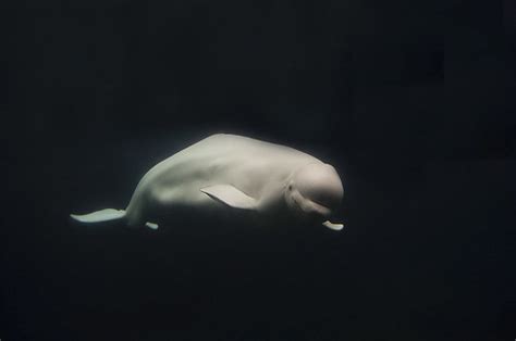 Delphinapterus Leucas Beluga Seaworld San Diego Usa Flickr