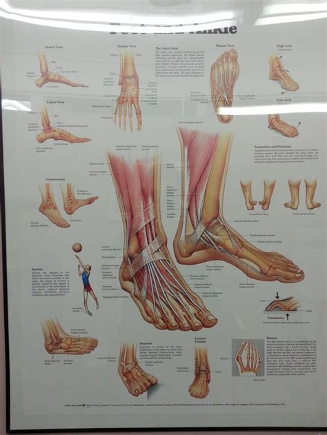 Anatomy Of The Foot Describing Various Issues One May Have Medical