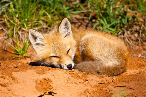 Gallery For Baby Red Foxes Sleeping