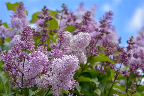 The Lovely Lilac Meaning And Facts