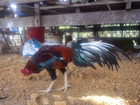 Ayam jenis ini bersal dari vietnam dan kadangkala disebut bangkok vietnam. Pembiak Ayam Ratu LHK dan SG: Baka ayam sabung ekor tombak.