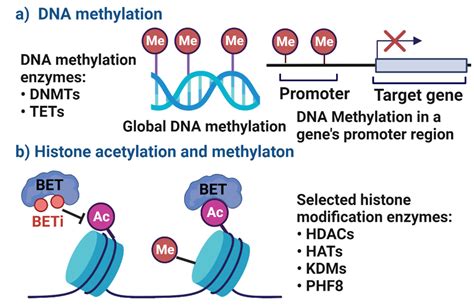 Cells Free Full Text The Relevance Of Dna Methylation And Histone