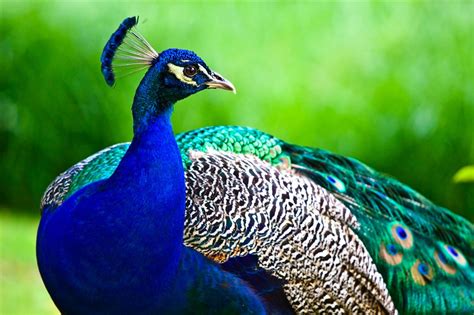 Indian Peacock Pictures And Information Amazing Pets For You