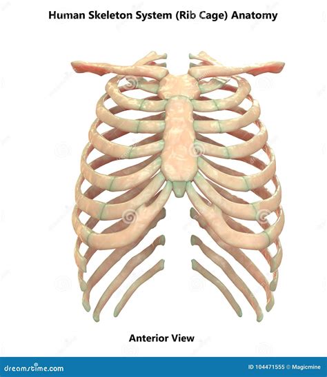 Human Rib Cage Rib Cage Anatomy Anatomy Bones Human S
