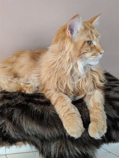This Ginger Maine Coon Posing For The Camera At Budapest Cat Cafe Raww