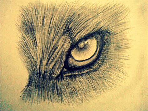 Animal Eye Drawing At Getdrawings Free Download