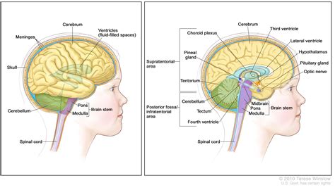 Benign brain and spinal cord tumors can affect the brain, brain stem, and spinal cord. Childhood Brain Stem Glioma Treatment (PDQ®)—Patient ...
