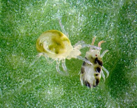 Russet Mites Vs Spider Mites Difference And Management For Plant