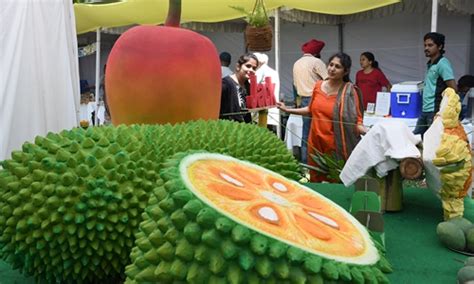 Indias ‘superfood Jackfruit Goes Global Global Times