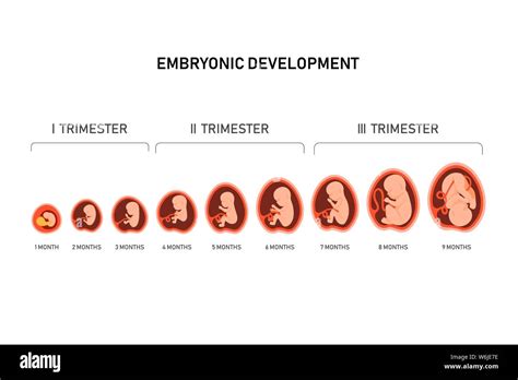 Embryonic Development Month By Month Cycle From To Month To Birth With