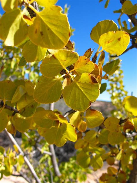 Singleleaf Ash Fraxinus Anomala Zion Amerikaanse Bomen Bryce Zion