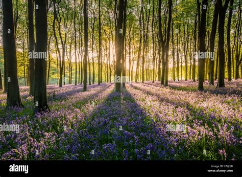 Stunning Bluebell Spring Sunrise In Micheldever Woods Stock Photo Alamy