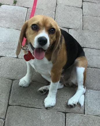If you are unable to find your beagle puppy in our puppy for sale or dog for sale sections, please consider looking thru thousands of beagle dogs for adoption. Beagle Puppies For Adoption Florida | Beagle Puppy