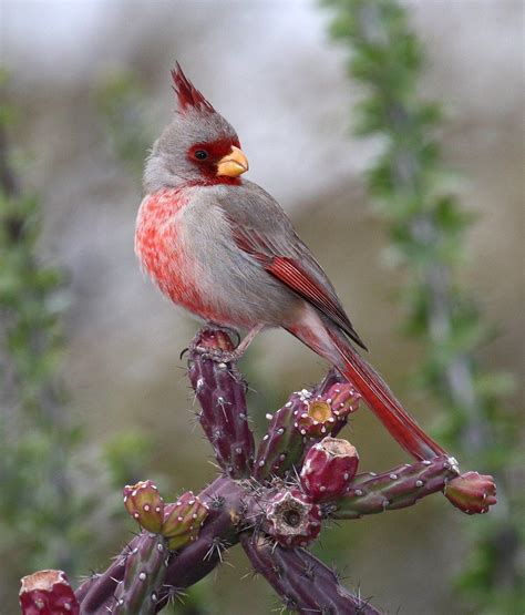 A Red And Gray Bird Sitting On Top Of A Cactus