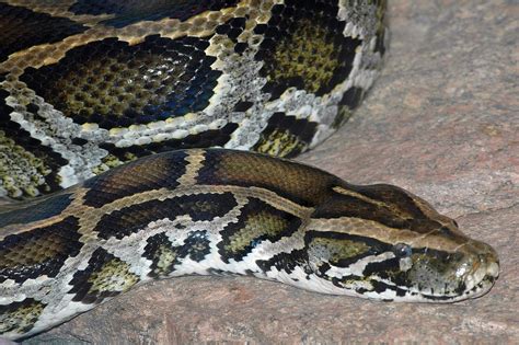 Featured Animals Burmese Python Cmzoo