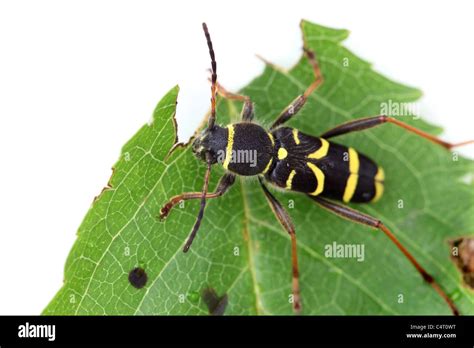 Wasp Beetle Clytus Arietis Stock Photo Alamy
