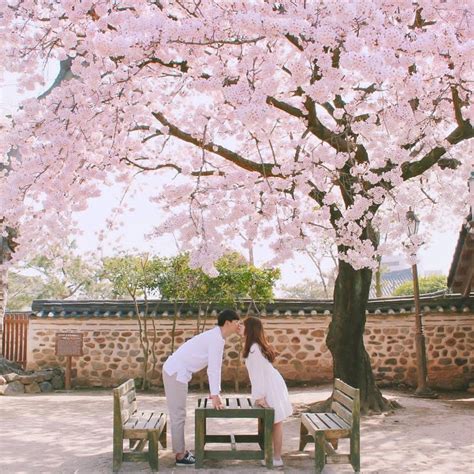 Cherry Blossom Love Korean Colors Fall In Luv Cute Couple Outfits Annie Leibovitz Korean