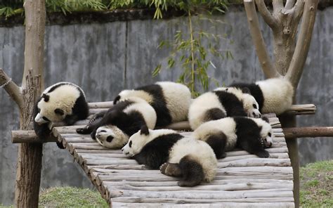 Sleeping Pandas Wallpaper 2560x1600 14248