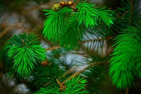 4k Spruce Wallpapers High Quality Download Free