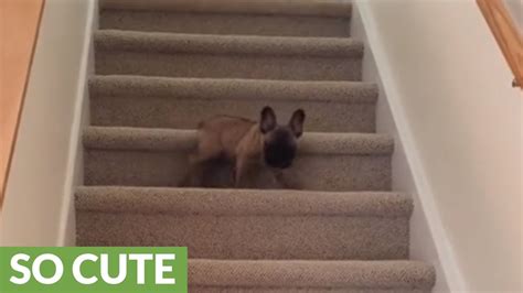 Cause of a fear of going up and down stairs. Determined puppy discovers how to climb the stairs - YouTube